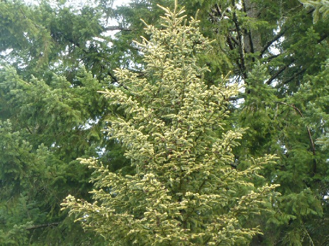 Picea mariana 