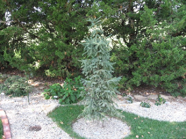 Picea mariana 