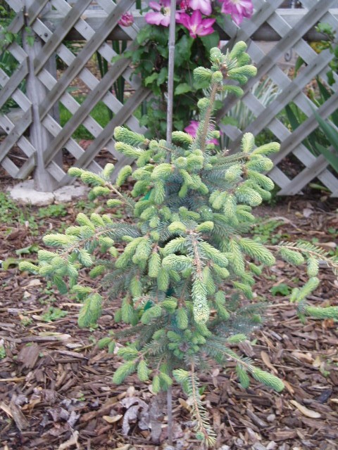 Picea mariana 