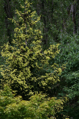 Picea orientalis 
