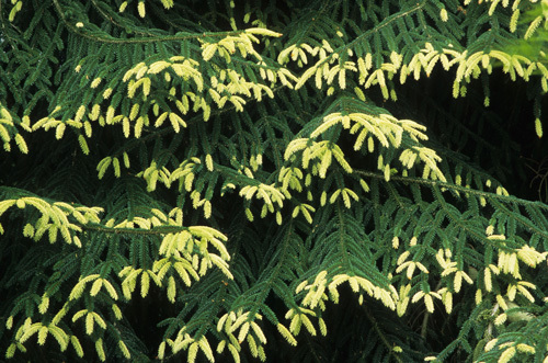 Picea orientalis 