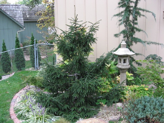 Picea orientalis 