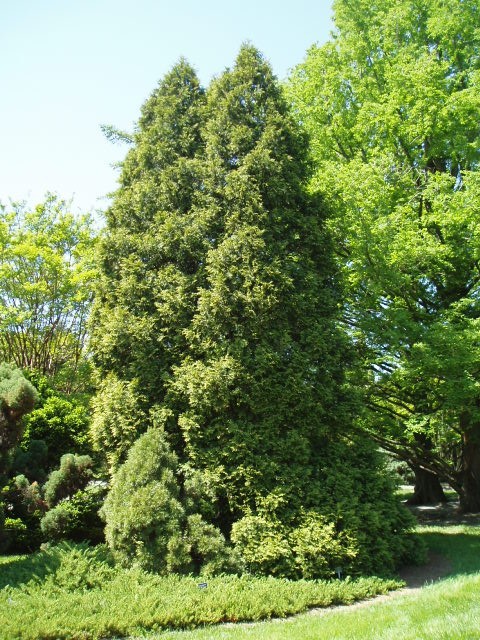 Thuja occidentalis 