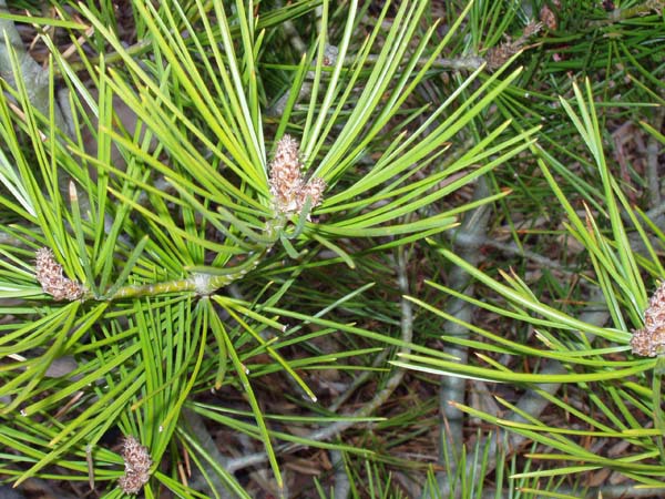Taxus baccata 