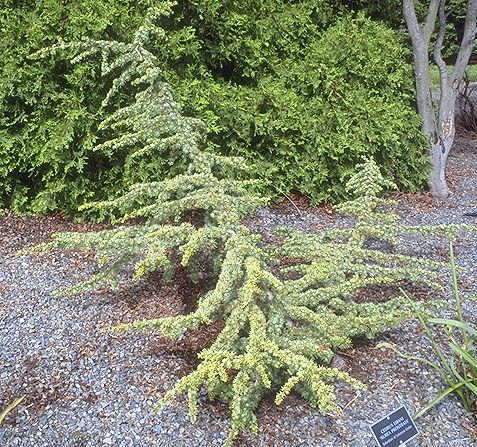 Cedrus libani 