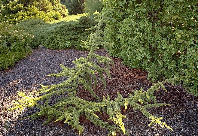 Cedrus libani 