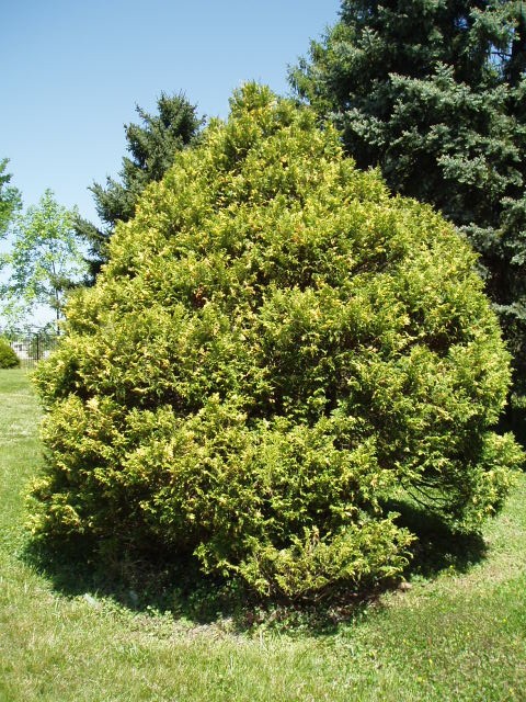 Chamaecyparis pisifera 