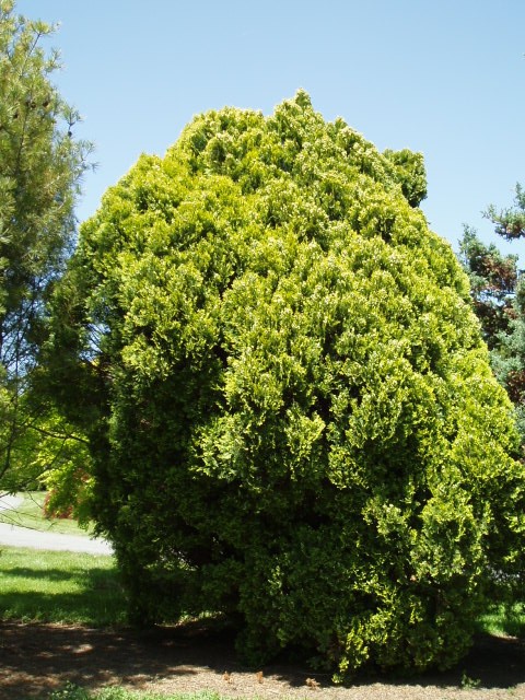 Platycladus orientalis 