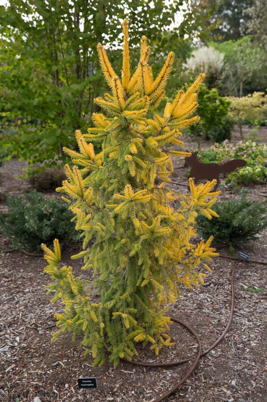 Picea abies 