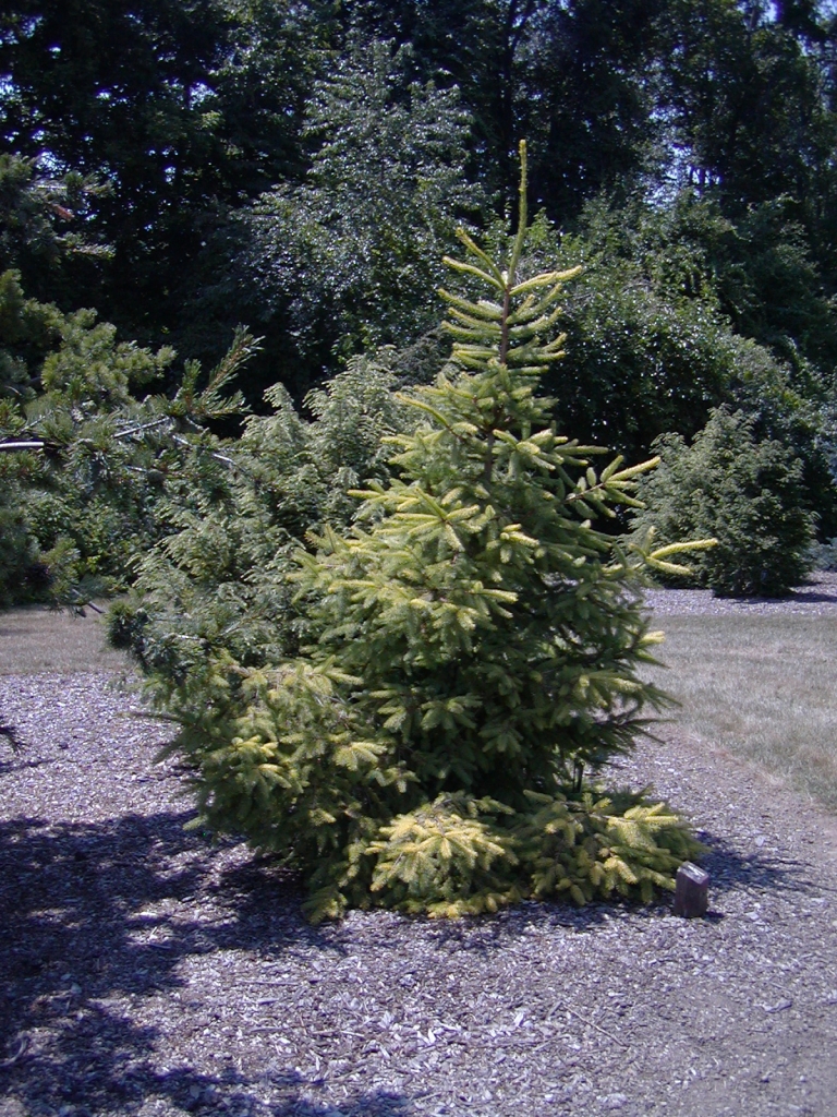 Picea abies 