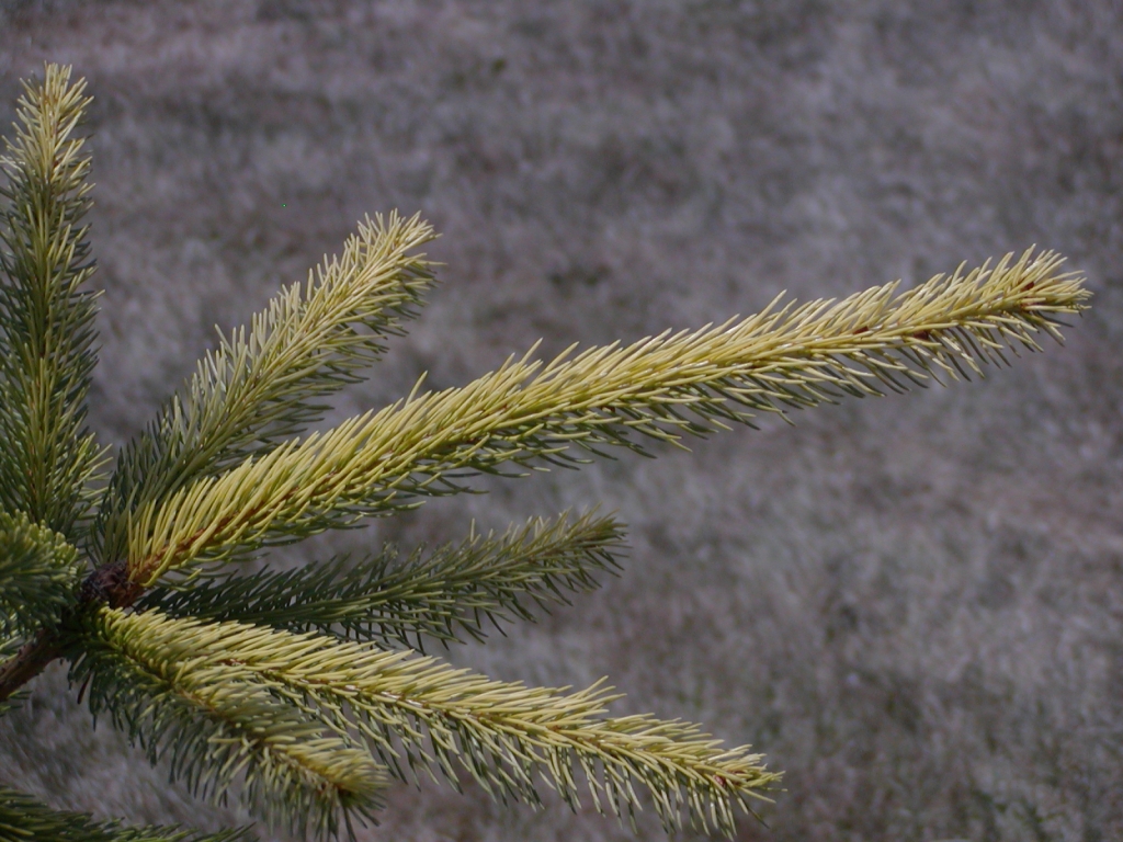 Picea abies 