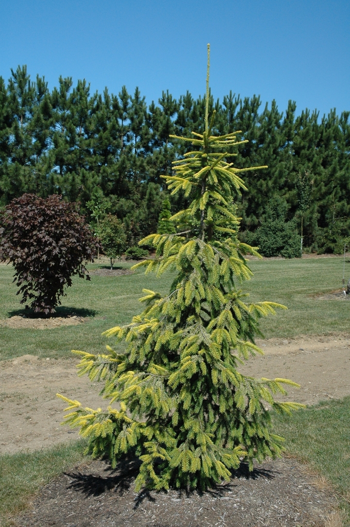 Picea abies 