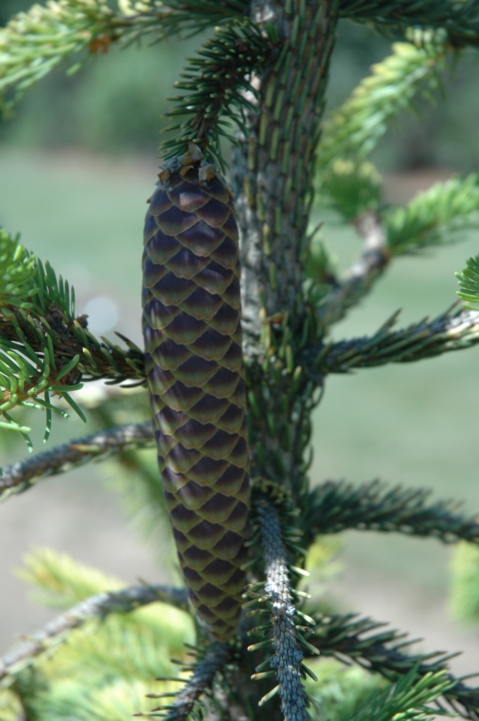Picea abies 