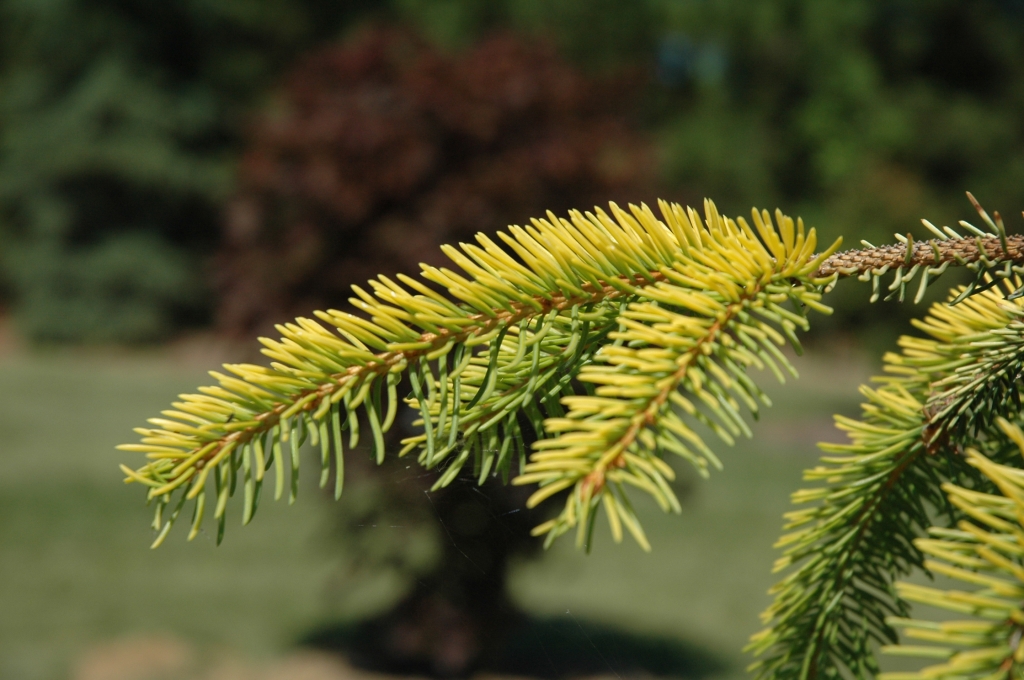 Picea abies 