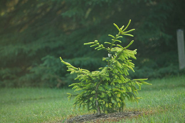 Picea abies 