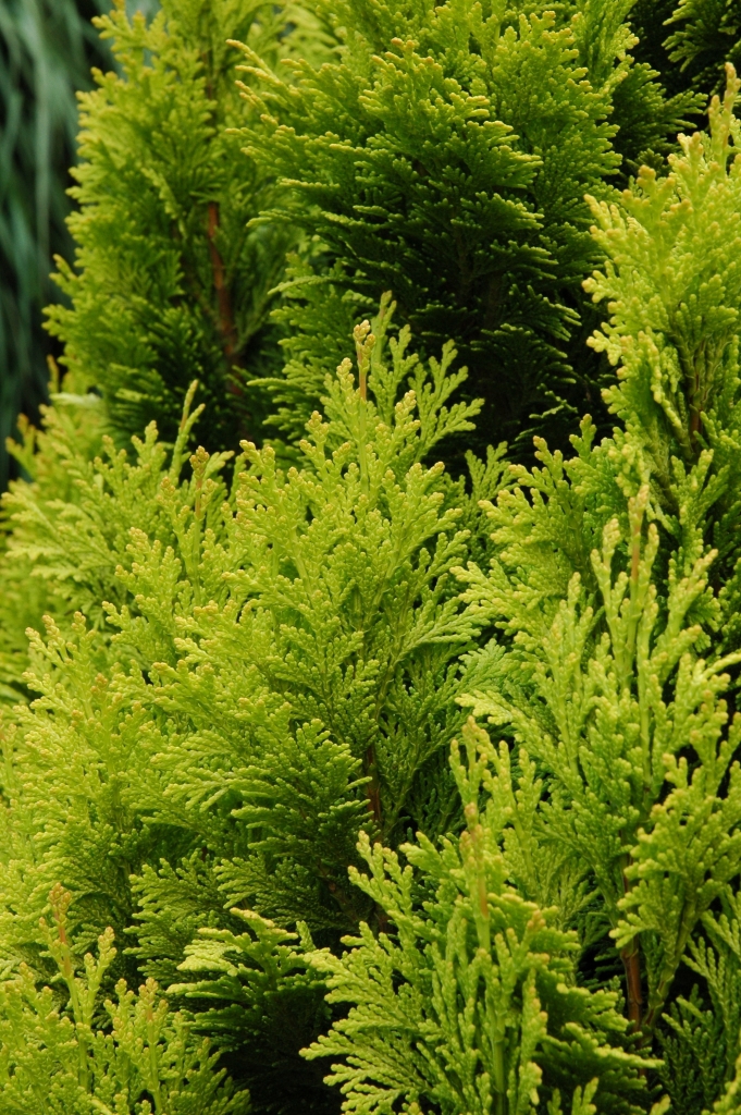 Chamaecyparis lawsoniana 