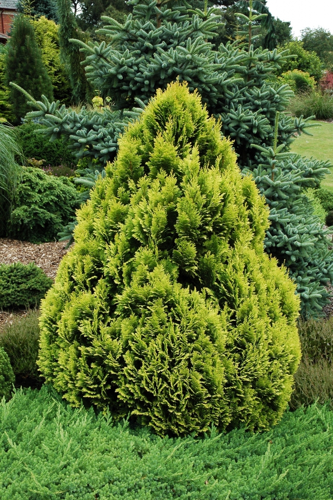 Chamaecyparis lawsoniana 