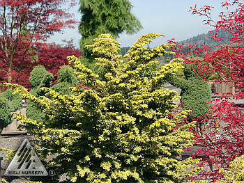 Tsuga canadensis 