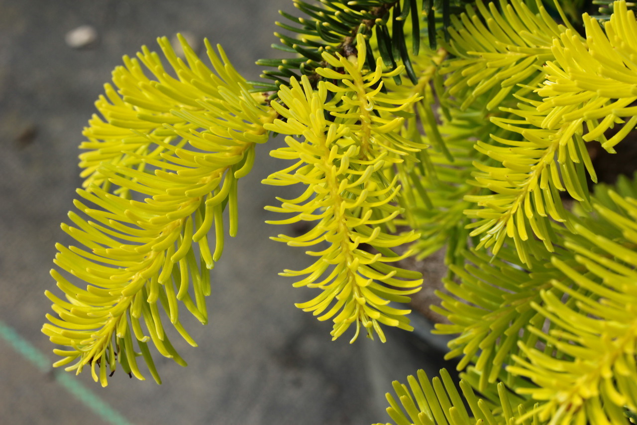 Abies alba 