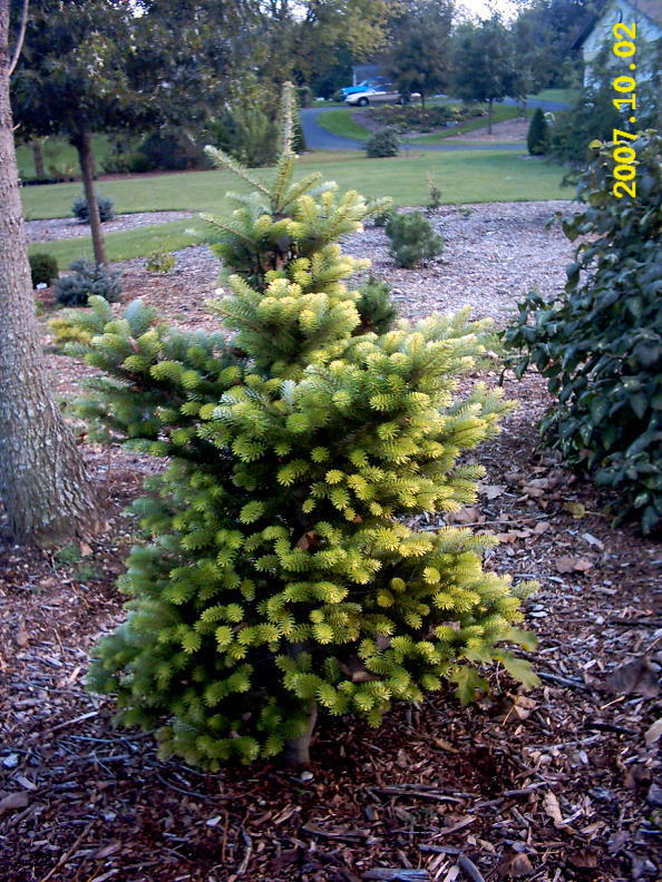 Abies koreana 
