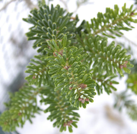 Abies koreana 