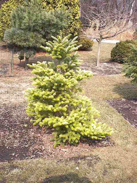 Abies koreana 