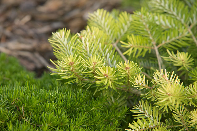 Abies koreana 