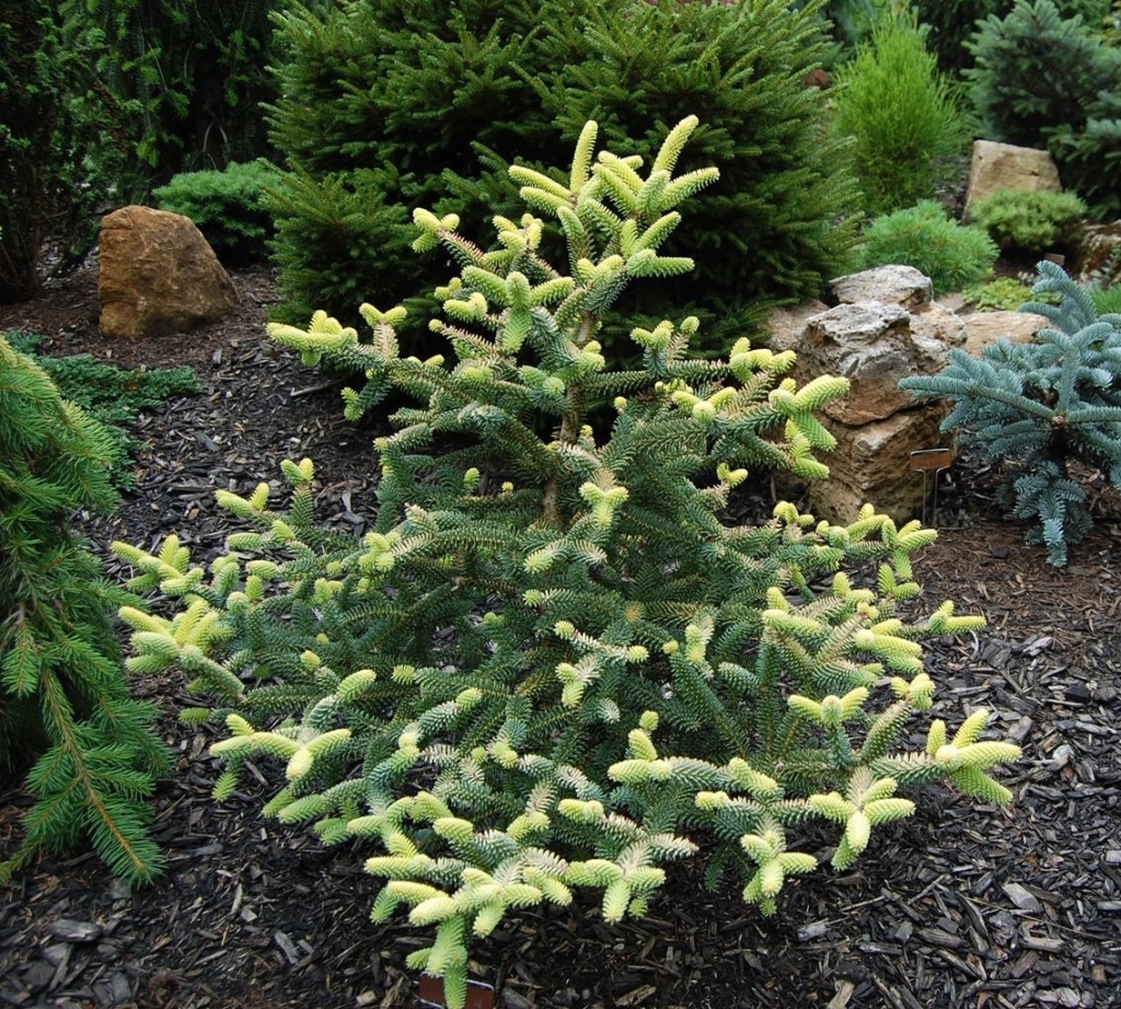 Abies pinsapo 
