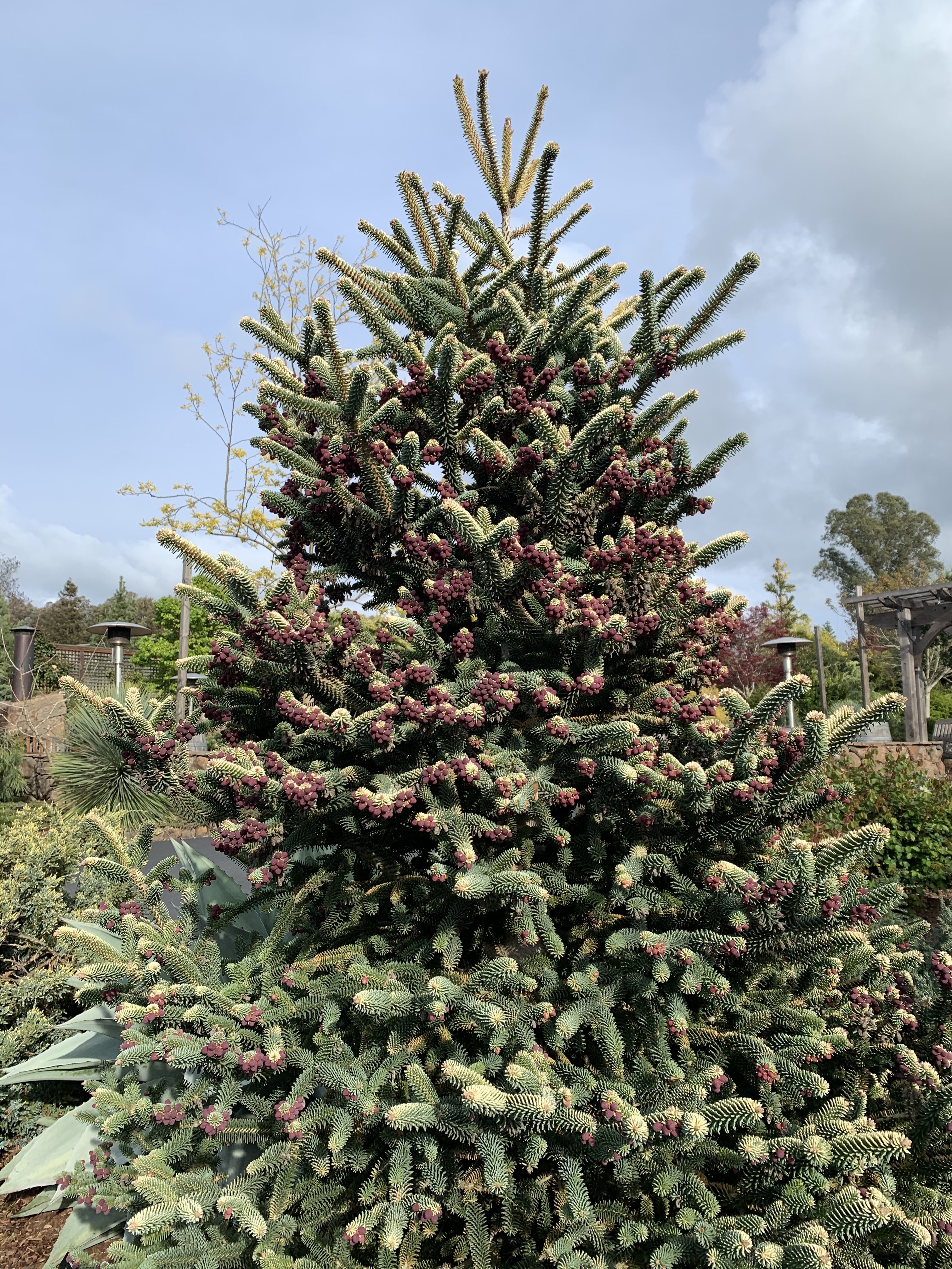 Abies pinsapo 