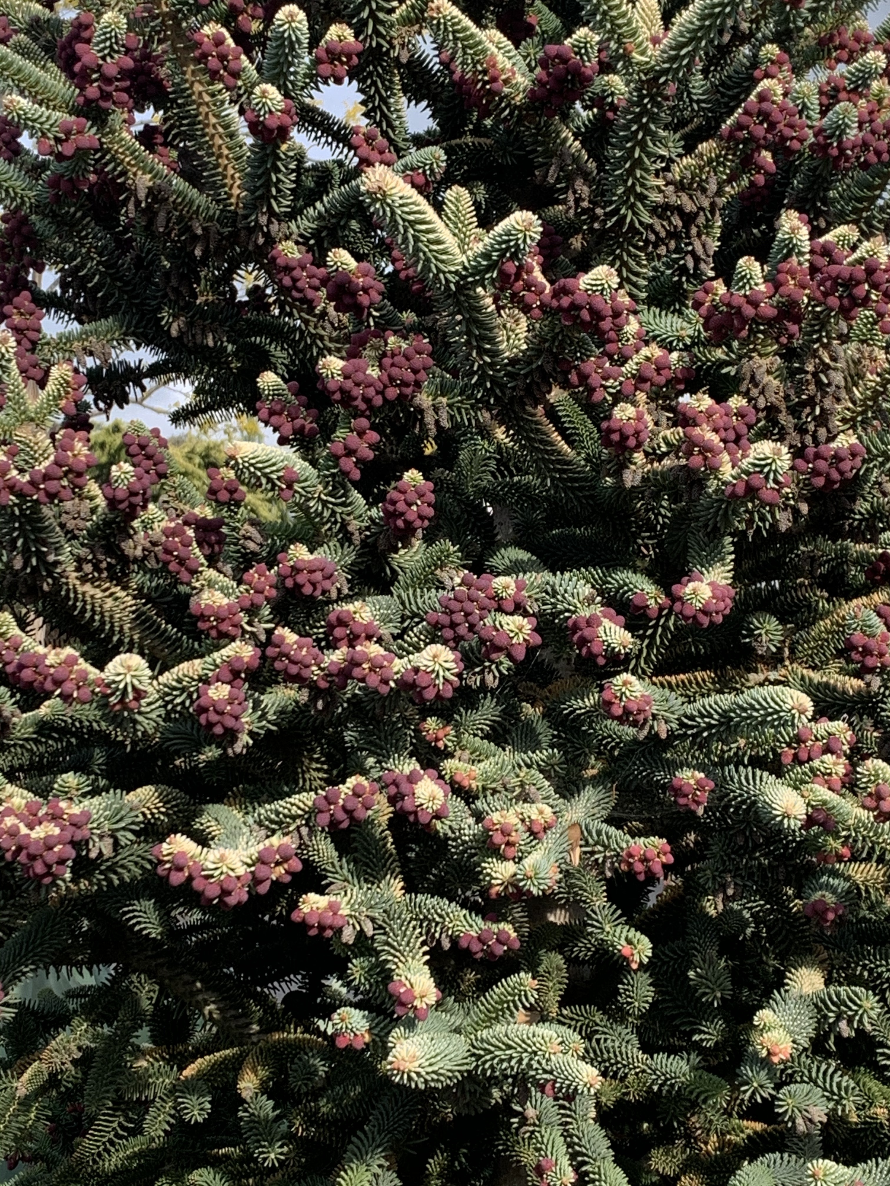 Abies pinsapo 
