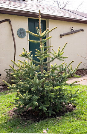 Abies pinsapo 