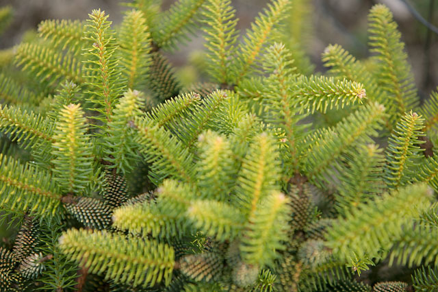 Abies pinsapo 