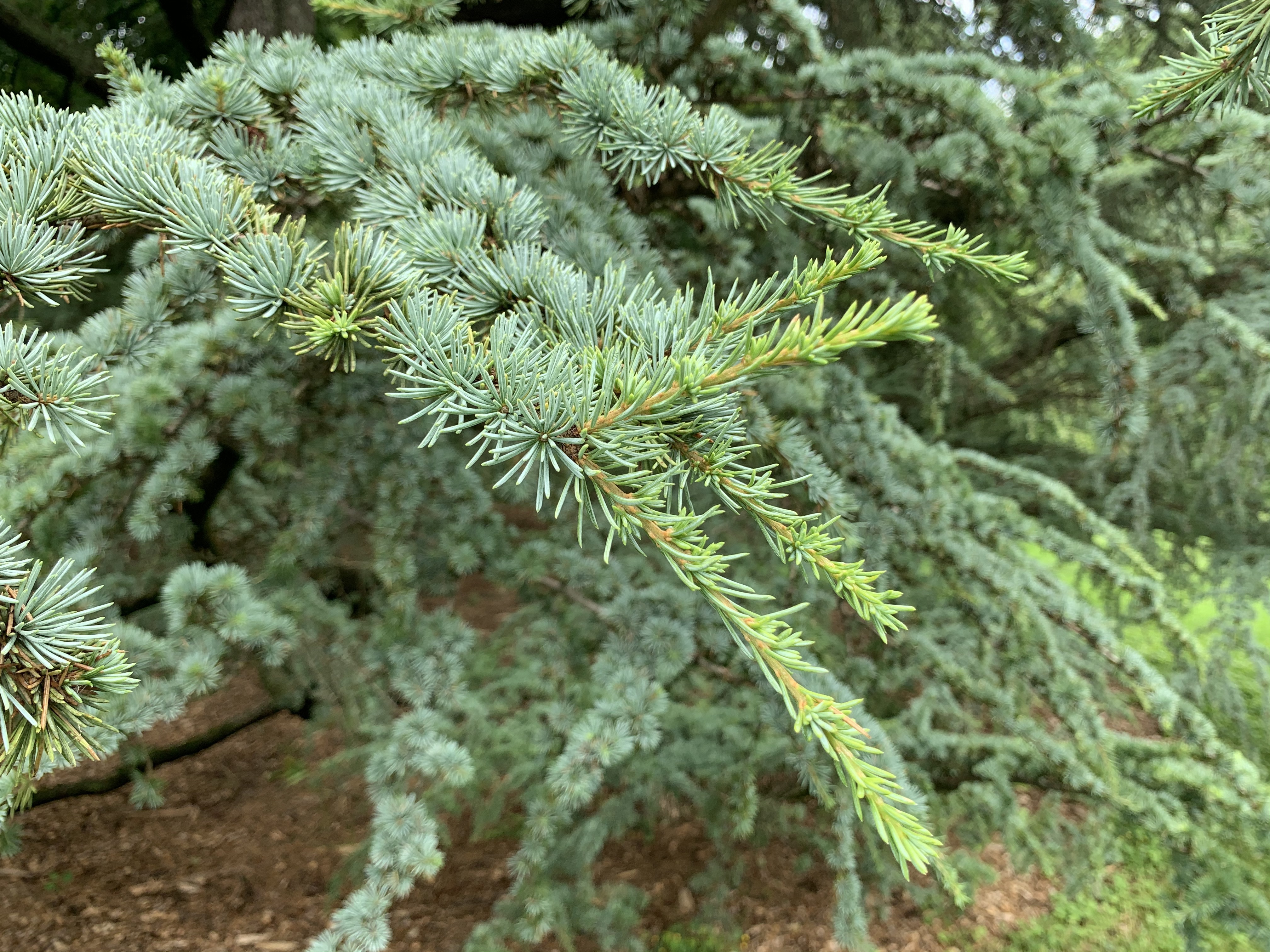 Cedrus atlantica 