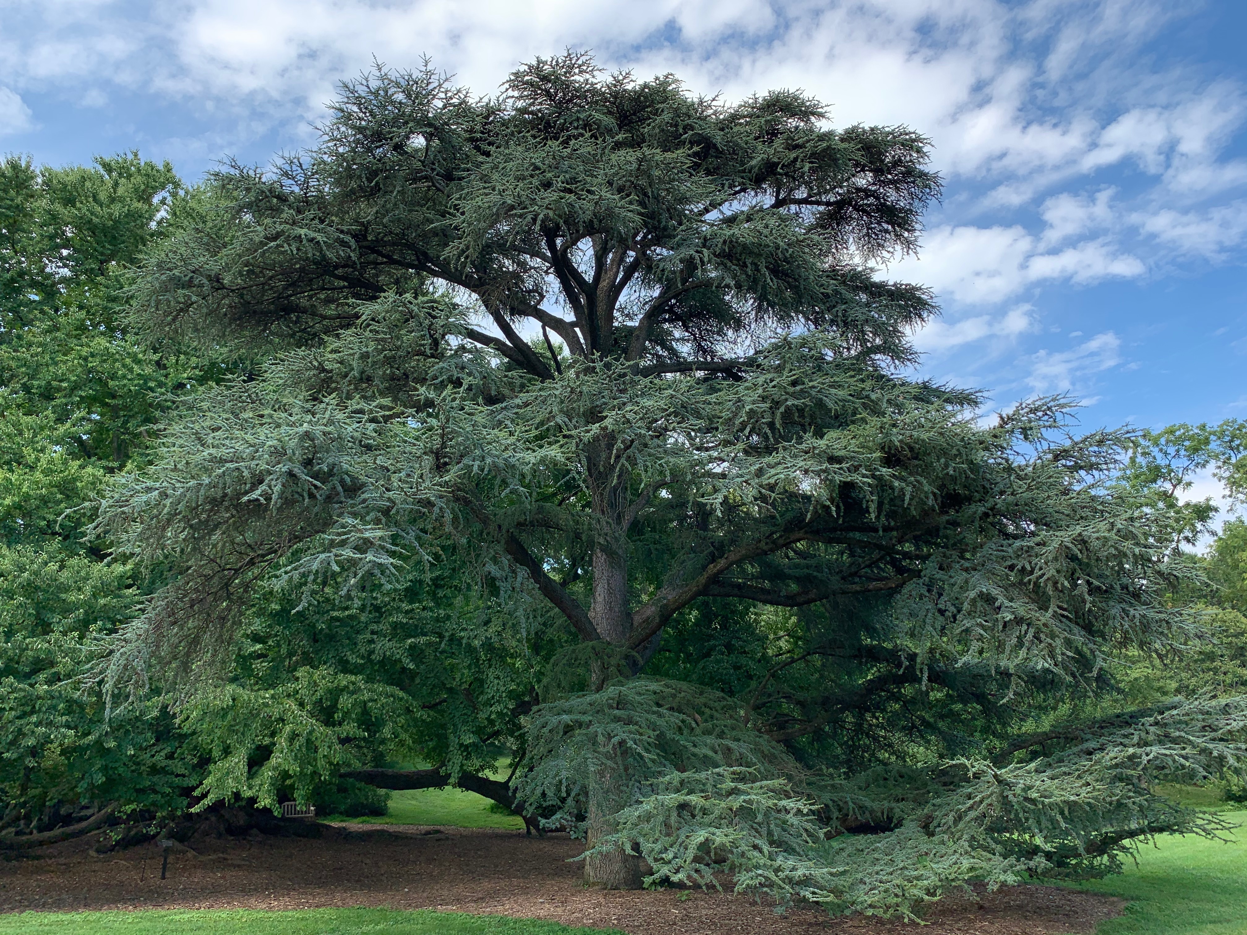 Cedrus atlantica 