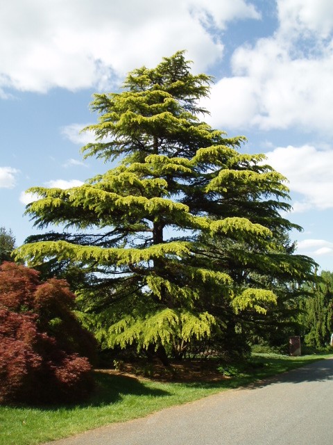 Cedrus deodara 