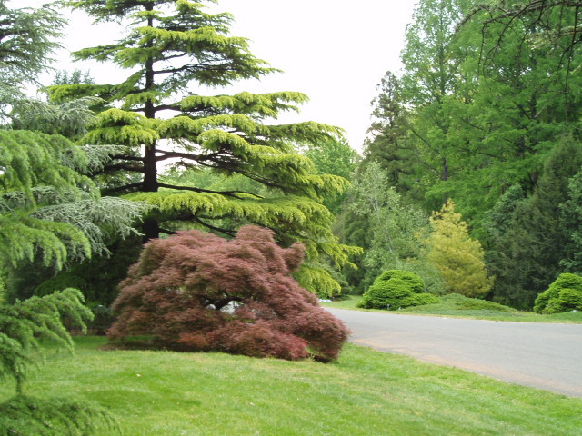 Cedrus deodara 