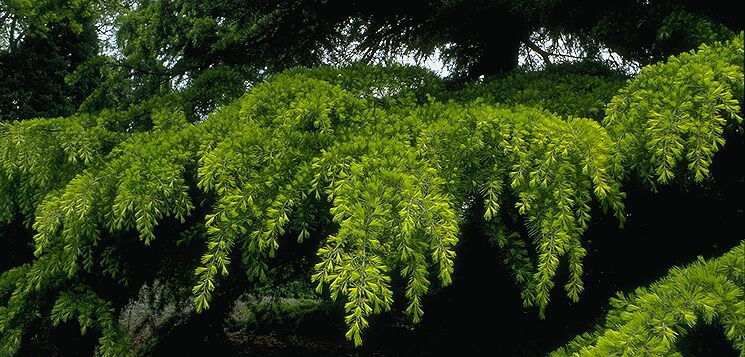 Cedrus deodara 