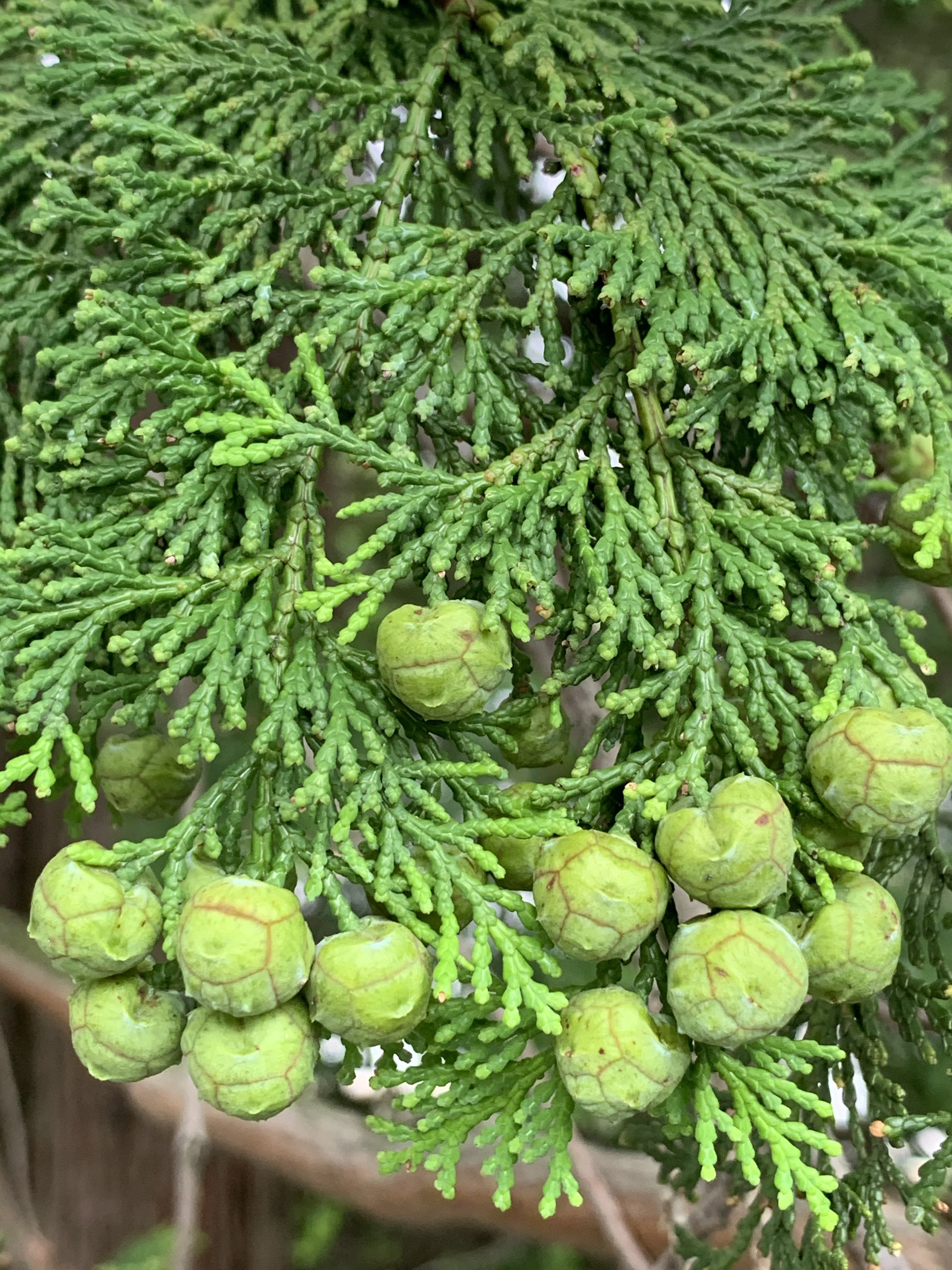 Chamaecyparis obtusa 