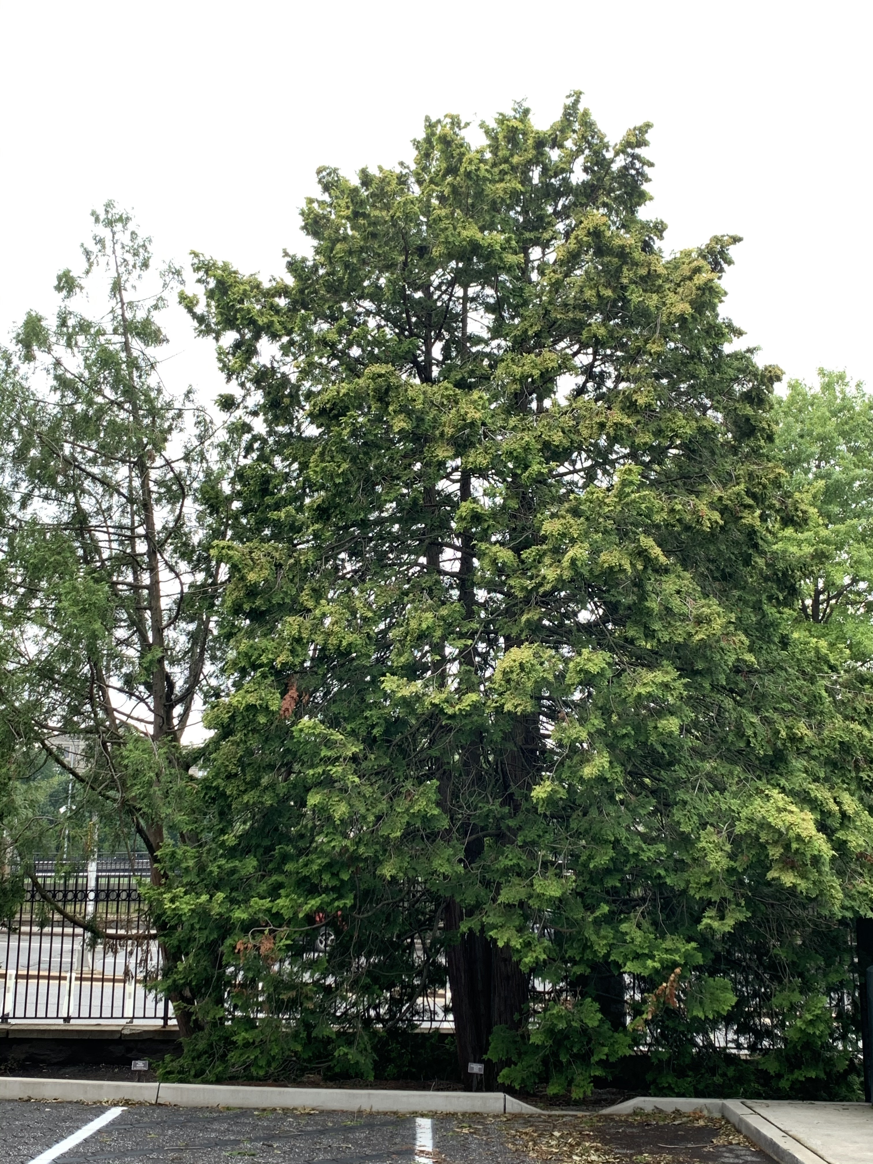 Chamaecyparis obtusa 