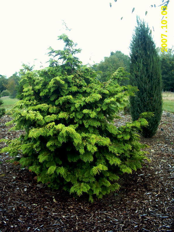 Chamaecyparis obtusa 