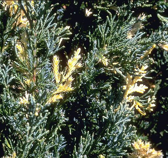 Juniperus chinensis 