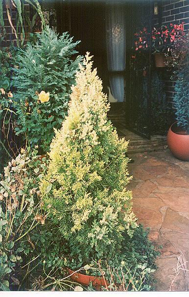Juniperus chinensis 