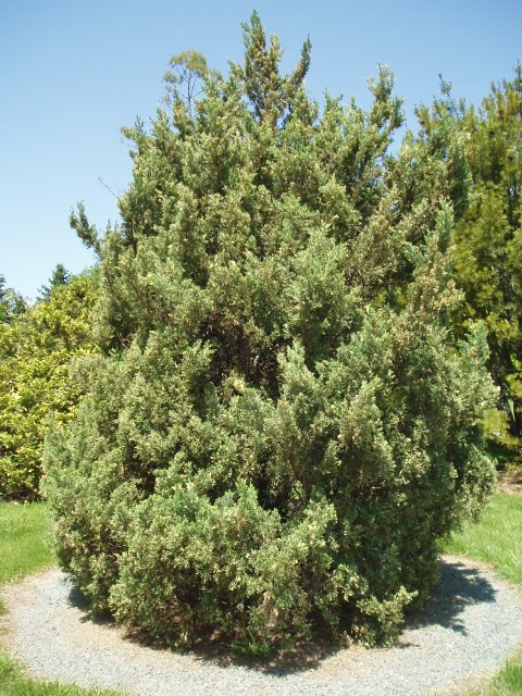 Juniperus chinensis 