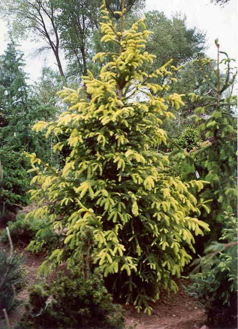Picea abies 