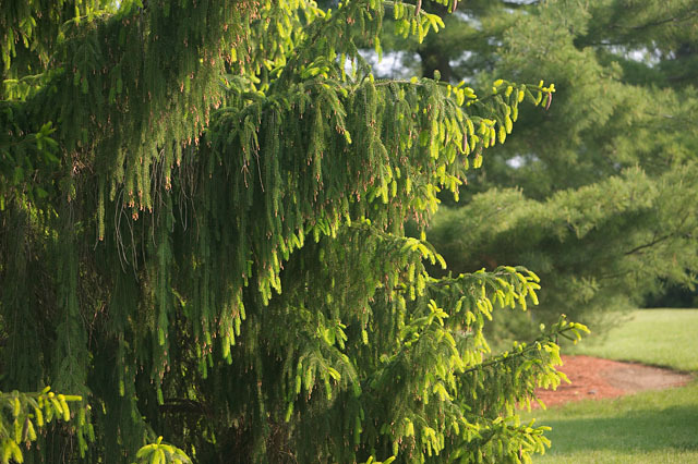 Picea abies 