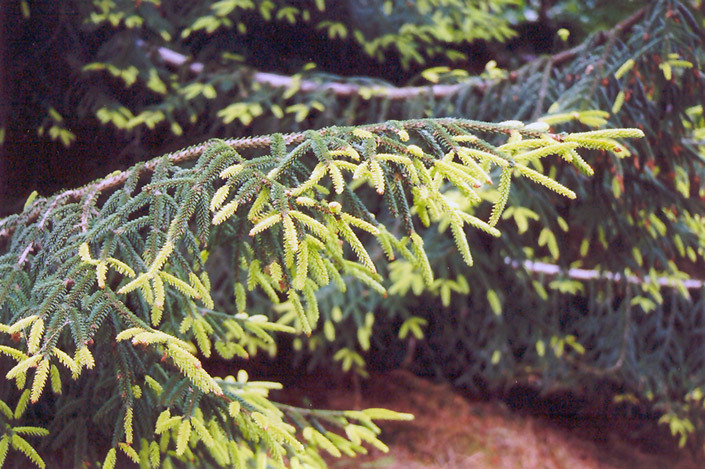 Picea orientalis 