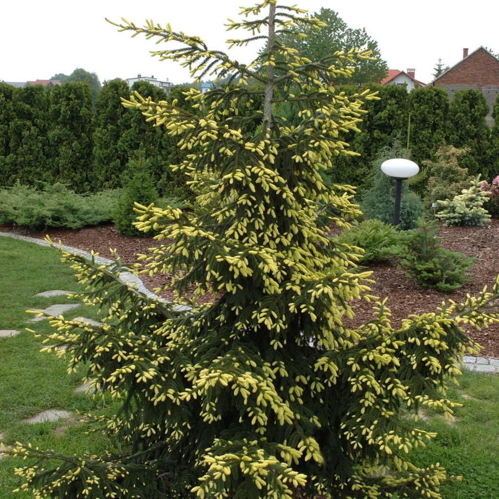 Picea orientalis 