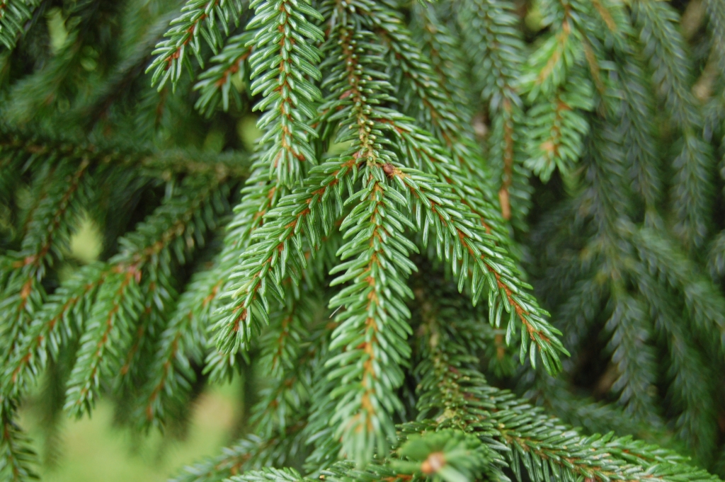 Picea orientalis 