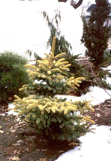Picea pungens 