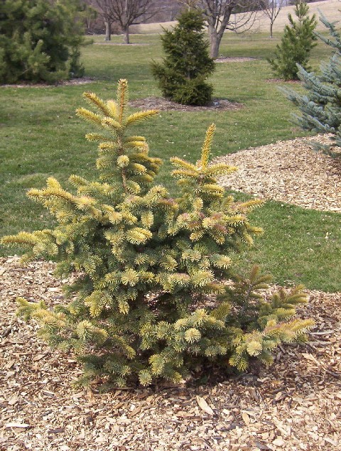 Picea pungens 